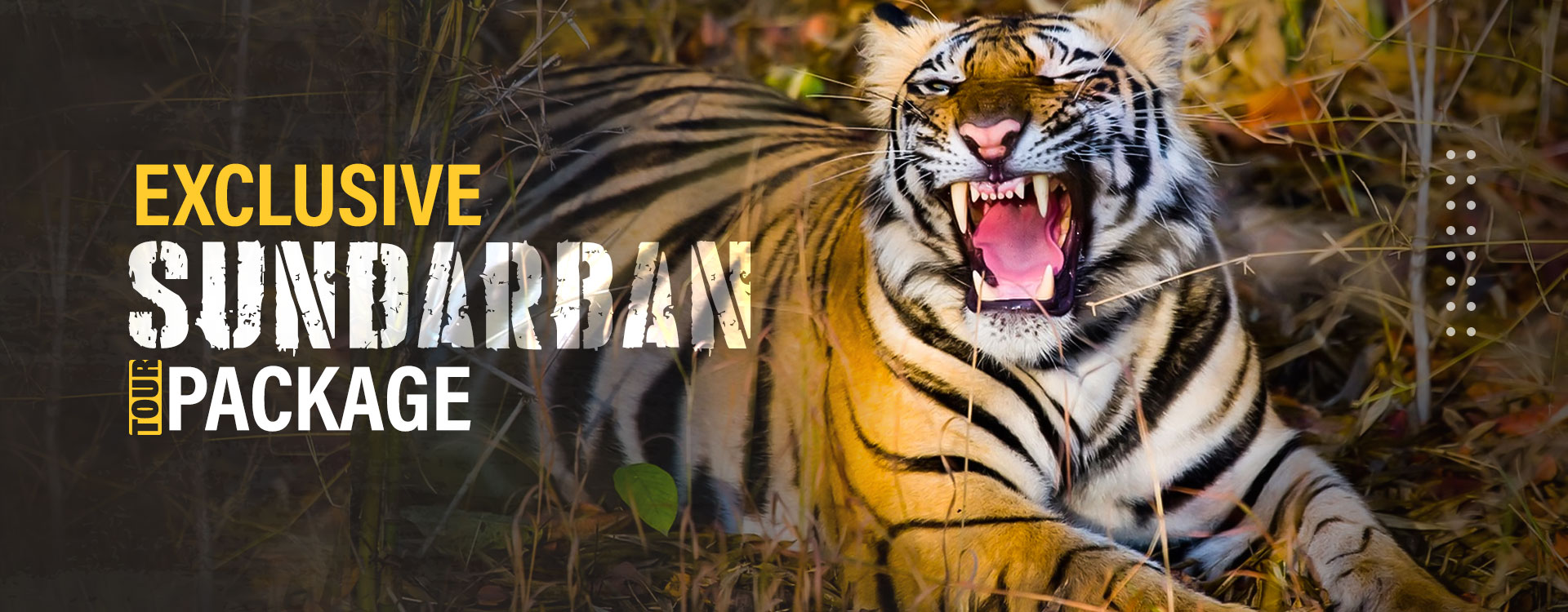 Sundarban Wildlife Safari
